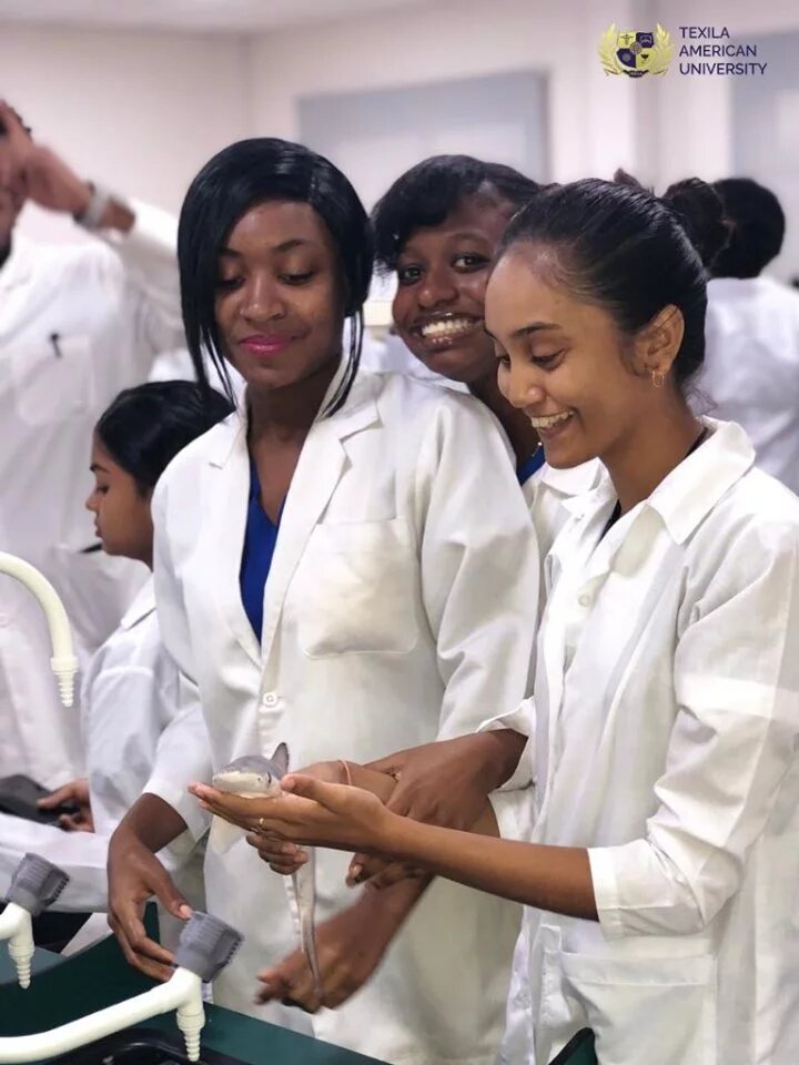 students experimenting in lab